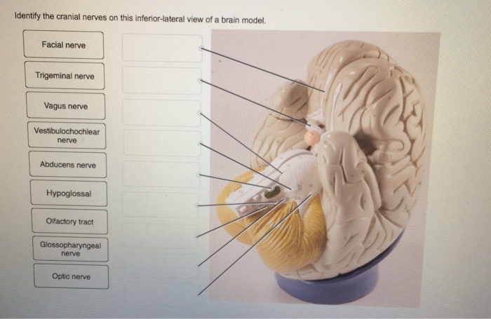 Solved: Identify The Cranial Nerves On This Inferior-later... | Chegg.com
