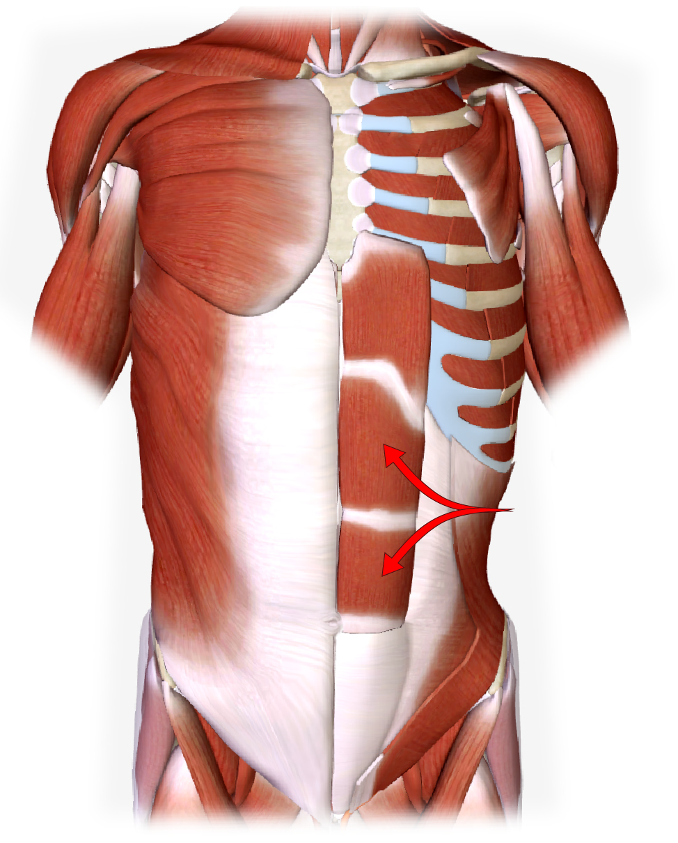 Solved All of the following are actions of the muscle | Chegg.com