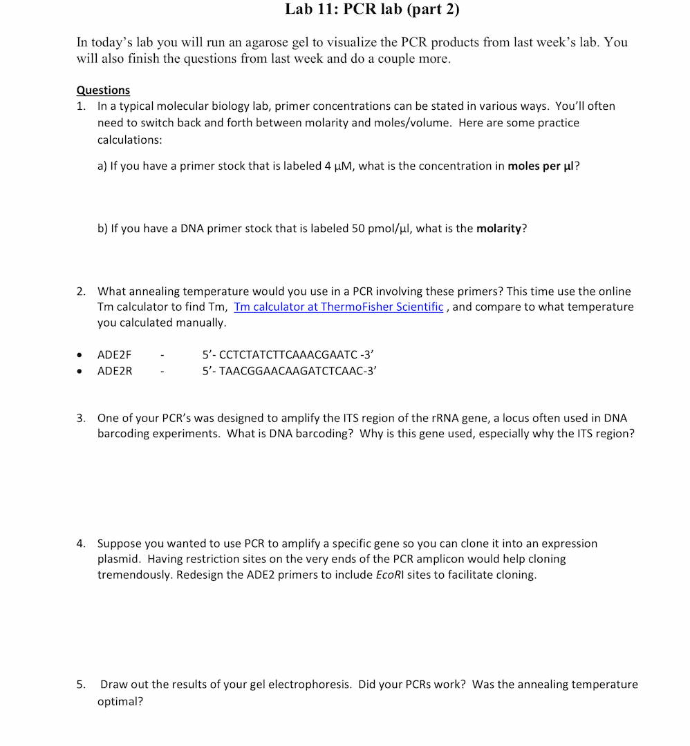 Lab 11: PCR lab (part 2) In today's lab you will run | Chegg.com