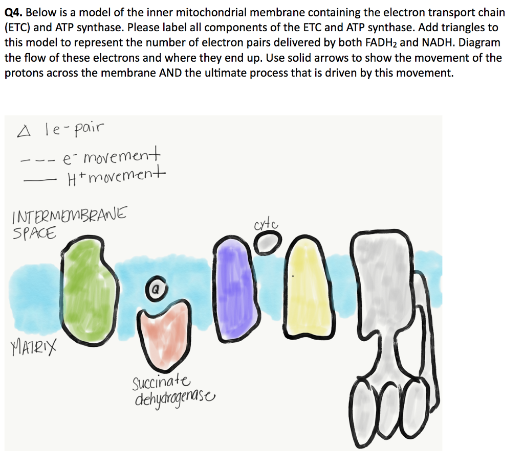 Solved Q4. Below is a model of the inner mitochondrial | Chegg.com