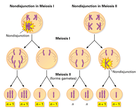 Bio Test 3 Javazon Flashcards Chegg Com