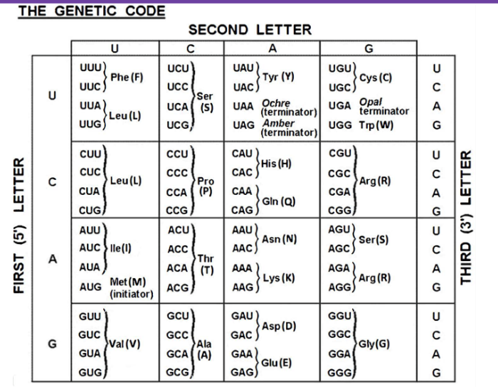 THE GENETIC CODE | Chegg.com