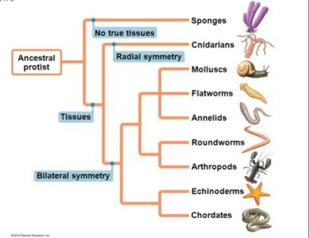Solved Sponges No true tissues Cnidarians Ancestral protist