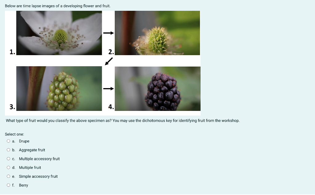 Solved Below are time lapse images of a developing flower