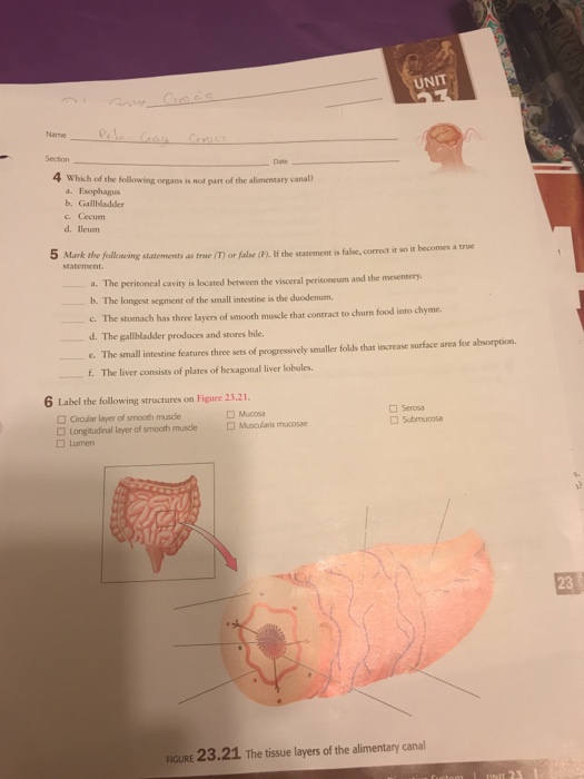 Solved PreLab Exercise 233 Digestive Enzymes help of n