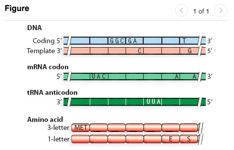 Solved Figure DNA Coding 5301 GGCGA 11D03 | Chegg.com