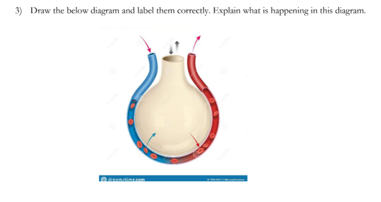 Solved 3) Draw the below diagram and label them correctly. | Chegg.com