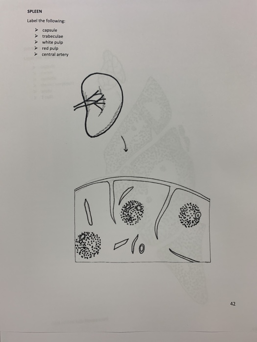 Solved SPLEEN Label the following: capsule > trabeculae | Chegg.com