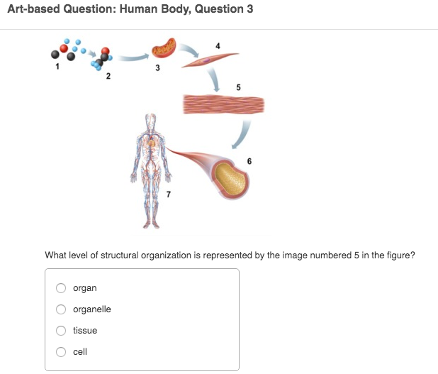 Solved Artbased Question Human Body, Question 3 What level