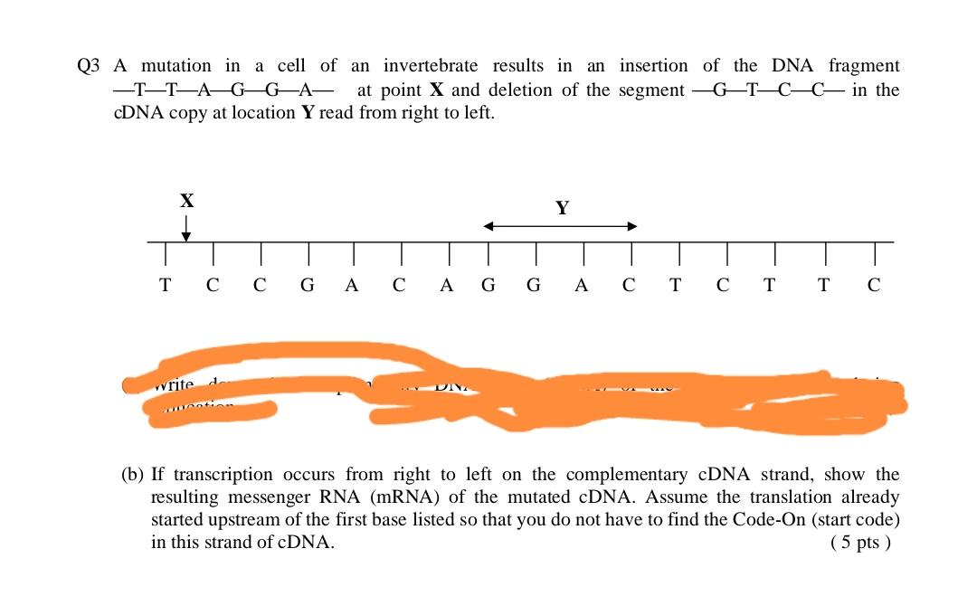 Solved Q3 A mutation in a cell of an invertebrate results in | Chegg.com