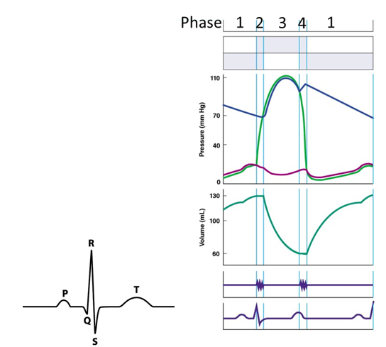 Solved The pressure in the ventricle becomes equal to | Chegg.com