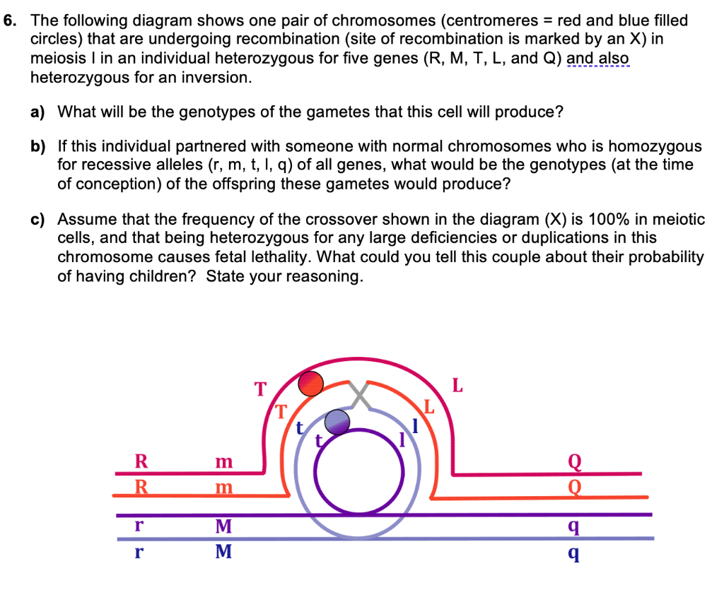 Solved The following diagram shows one pair of chromosomes | Chegg.com