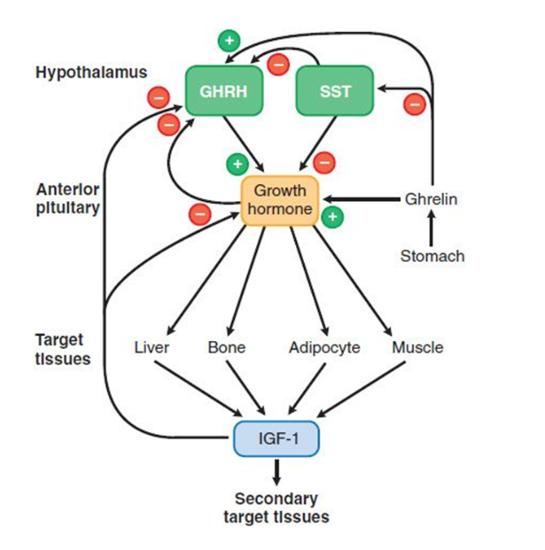 Solved Which of the following regulatory mechanisms will | Chegg.com