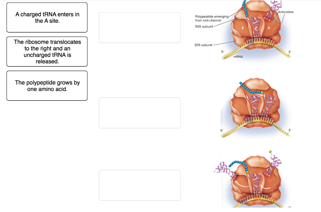 Solved In the following diagram, assign the correct