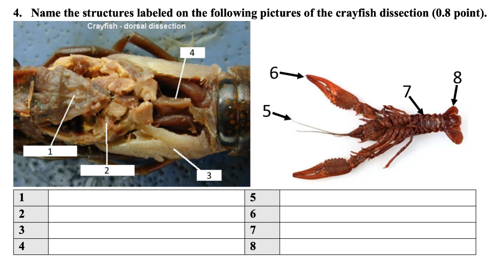 crayfish internal anatomy dissection