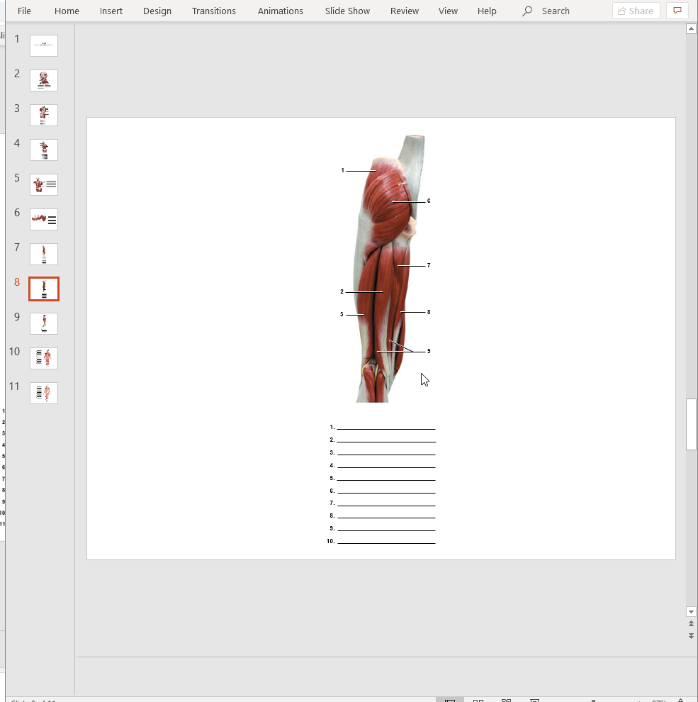 Solved Can you label the muscles of the upper and lower leg | Chegg.com