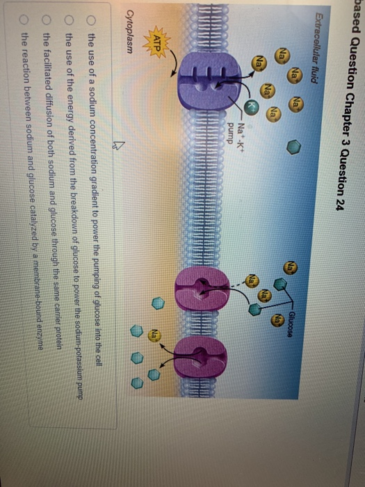 Solved Je Home cg Questions 15 Site of synthesis of lipid