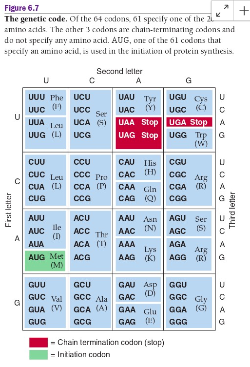 Solved Use the genetic code table (page 108 of Genetics | Chegg.com