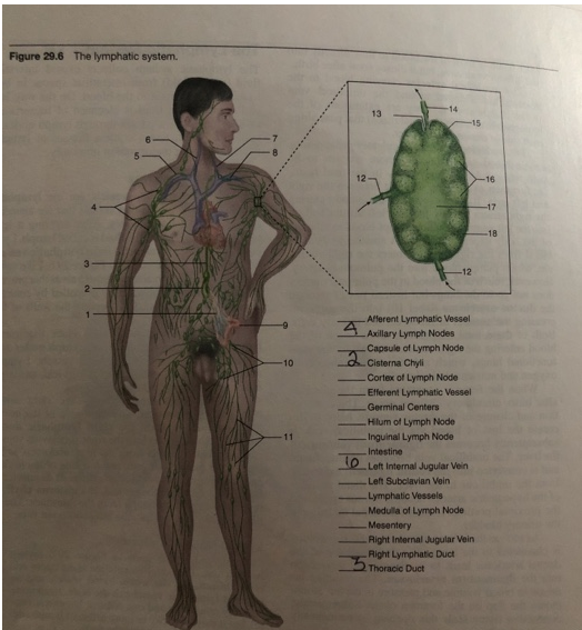 Solved Figure 29 6 The Lymphatic System 14 13 16 17 18 Chegg