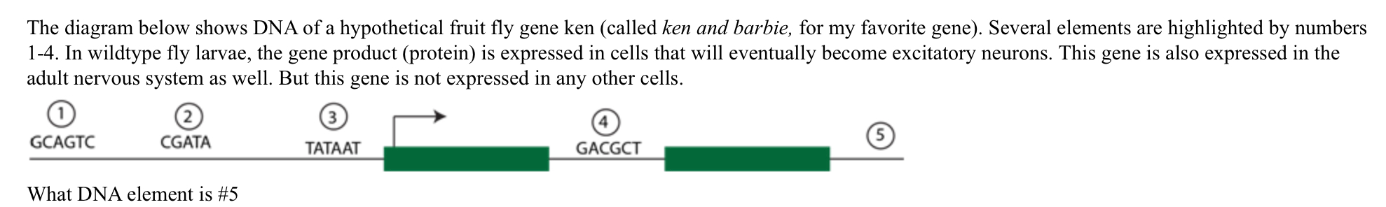 ken and barbie gene