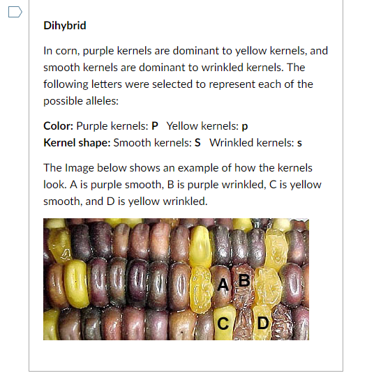 Solved Dihybrid In corn, purple kernels are dominant to
