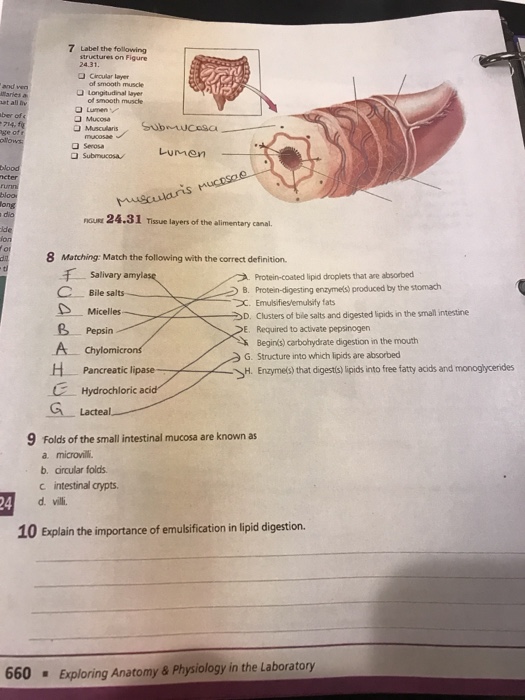 Solved 7 Label the following structures on Figure Crular | Chegg.com