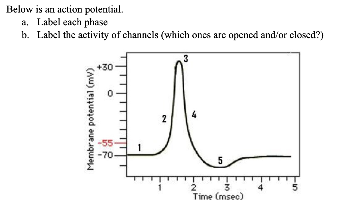 Solved Below Is An Action Potential. A. Label Each Phase B. | Chegg.com