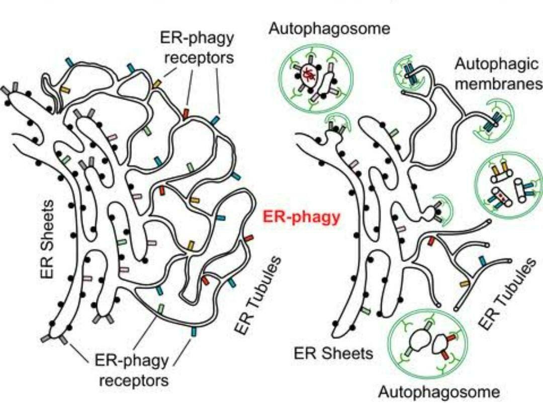 Autophagosome ER-phagy receptors Autophagic membranes | Chegg.com