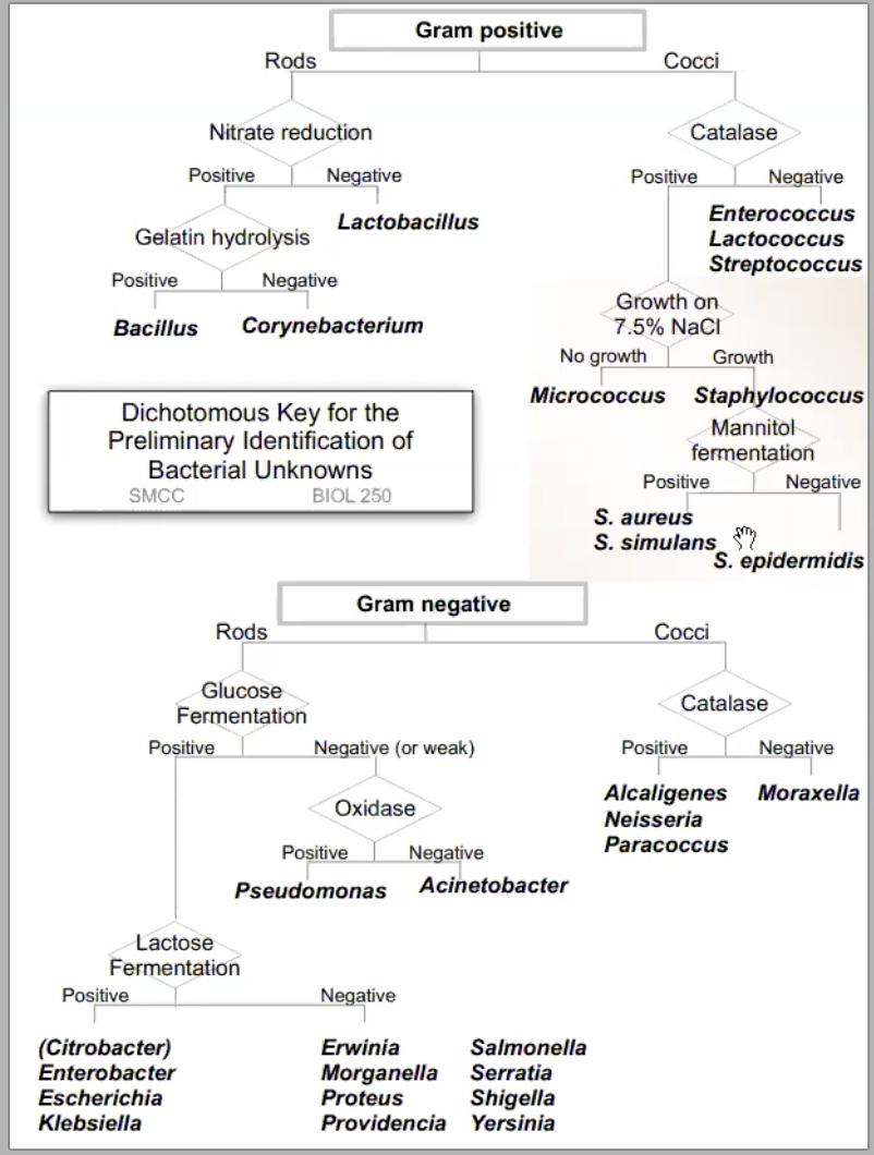 Solved Below is dichotomous key. We are trying to find our | Chegg.com