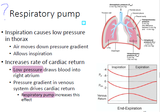 Solved Respiratory pump - Inspiration causes low pressure in | Chegg.com