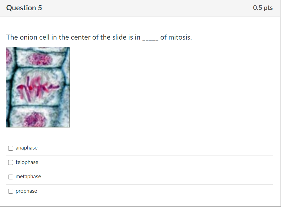 Solved Question 1 0.5 pts The onion cell in the center of | Chegg.com