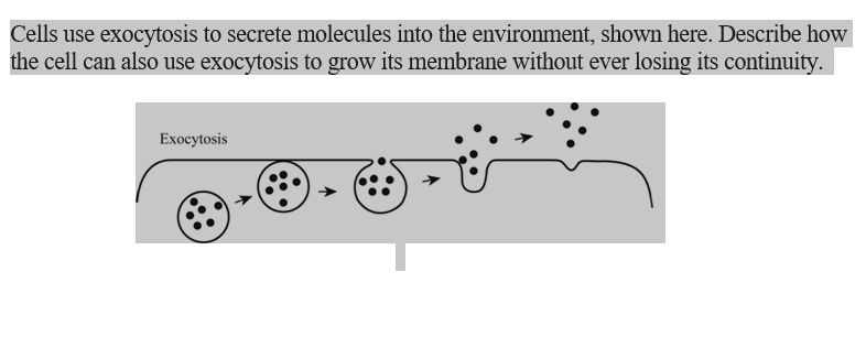 Solved Cells Use Exocytosis To Secrete Molecules Into The Chegg Com