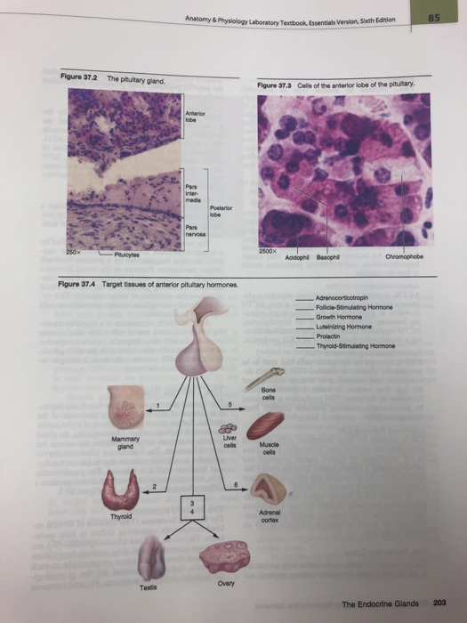 Solved Anomy&Physlology Laboratory Textbook, Essentials | Chegg.com