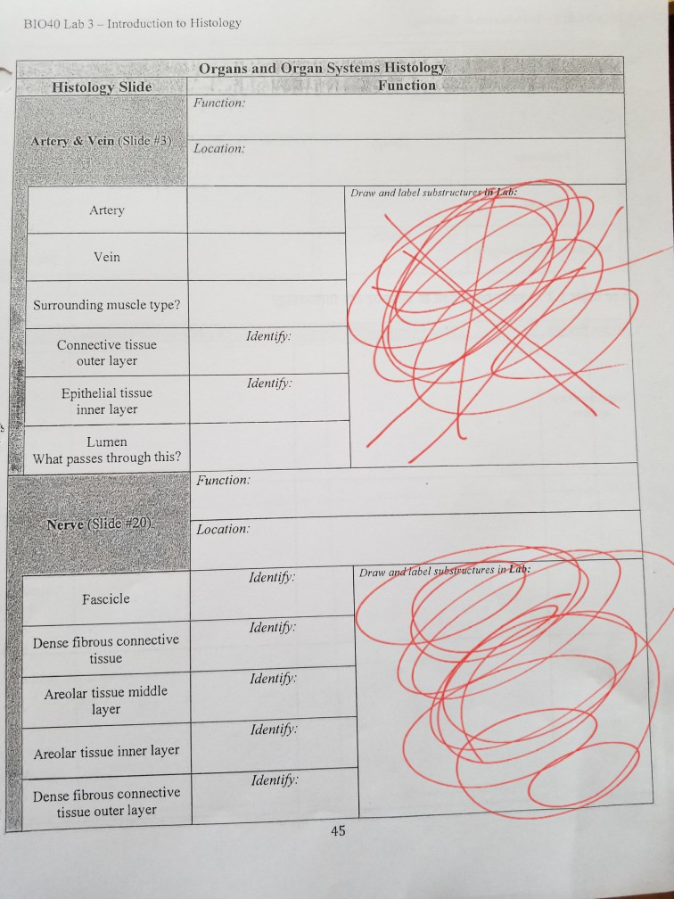 Solved BI040 Lab 3 - Introduction to Histology Histology | Chegg.com