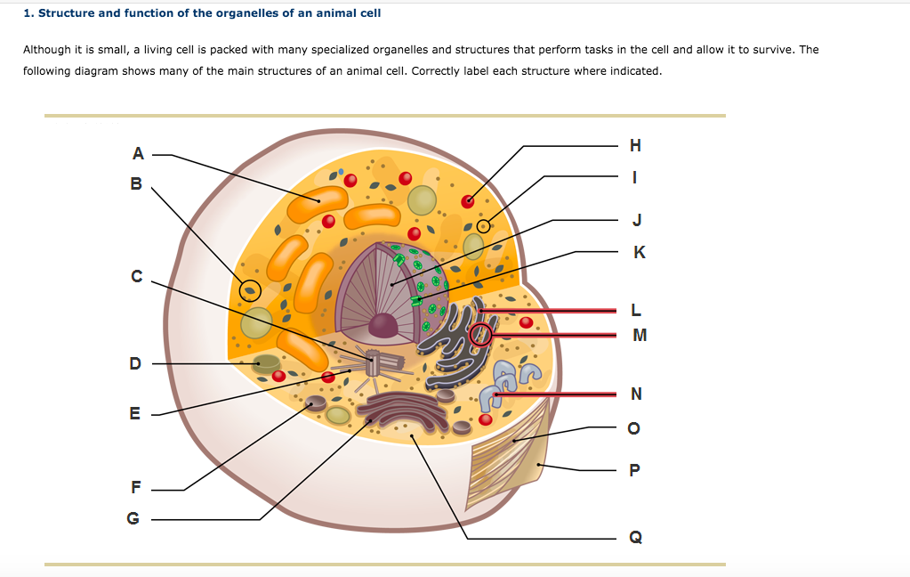 organelles diagram