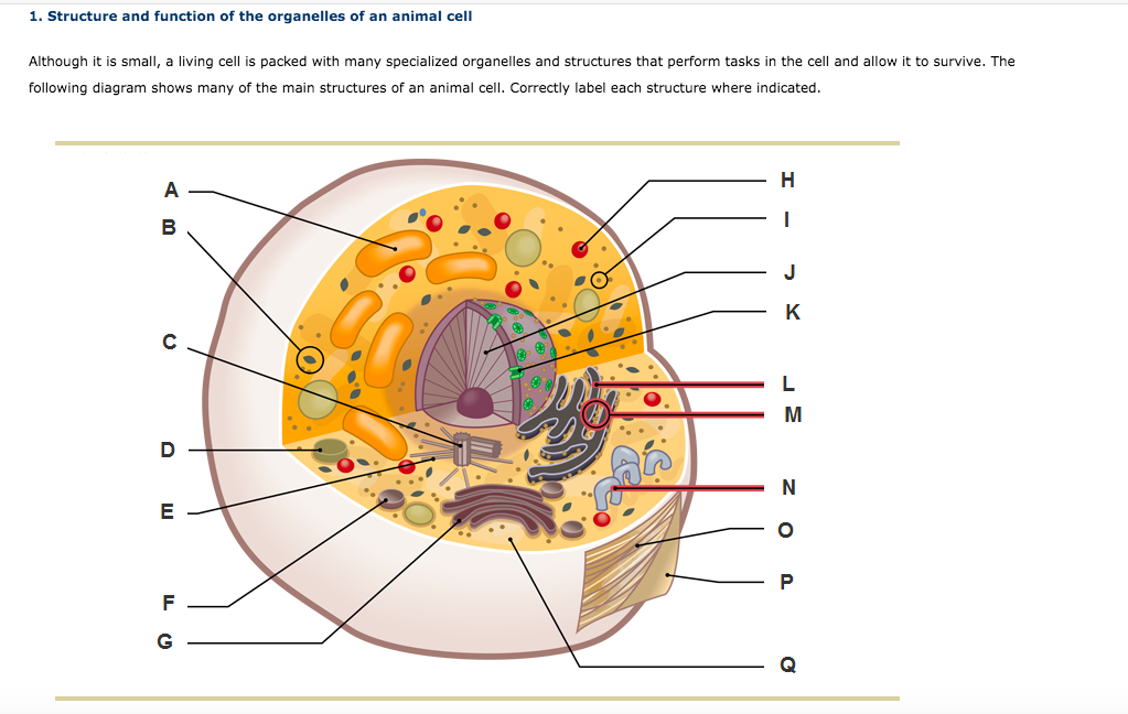 animal cell functions