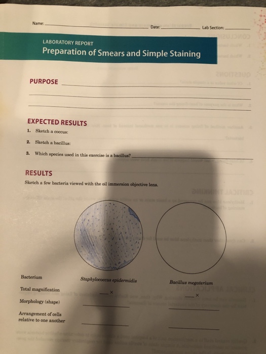 Preparation of smears and simple staining lab report deals answers