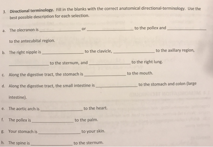 Solved Fill in the blanks with the correct anatomical | Chegg.com