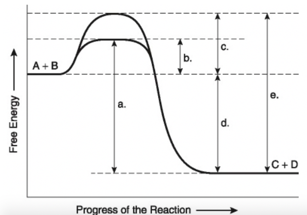 Solved Which of these represents the energy of activation | Chegg.com