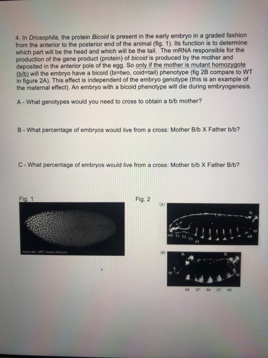 Solved 4. In Drosophila, the protein Bicoid is present in | Chegg.com