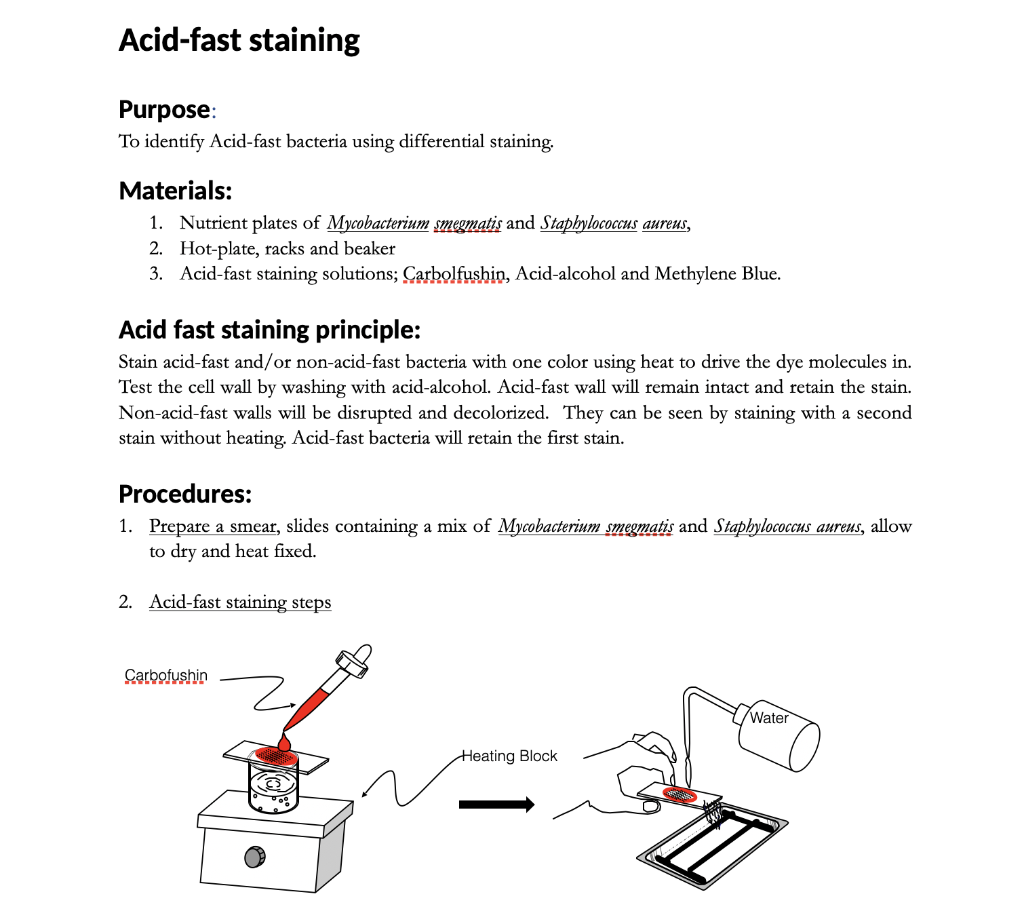 Solved Acidfast staining Purpose To identify Acidfast