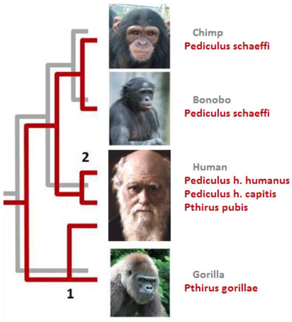 Solved The red phylogeny shows the evolutionary | Chegg.com