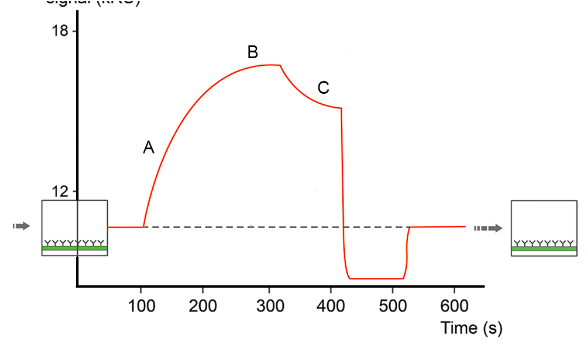 Explain the processes occurring on the SPR trace | Chegg.com