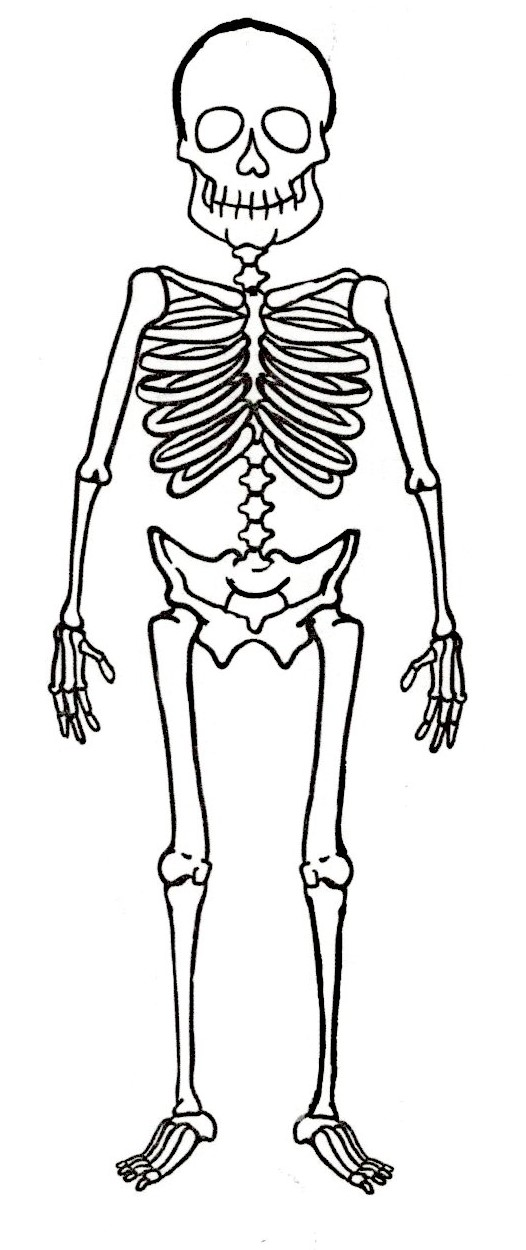 Solved 7 of 10 ACTIVITY 3: HALLOWEEN HUMAN SKELETON During | Chegg.com