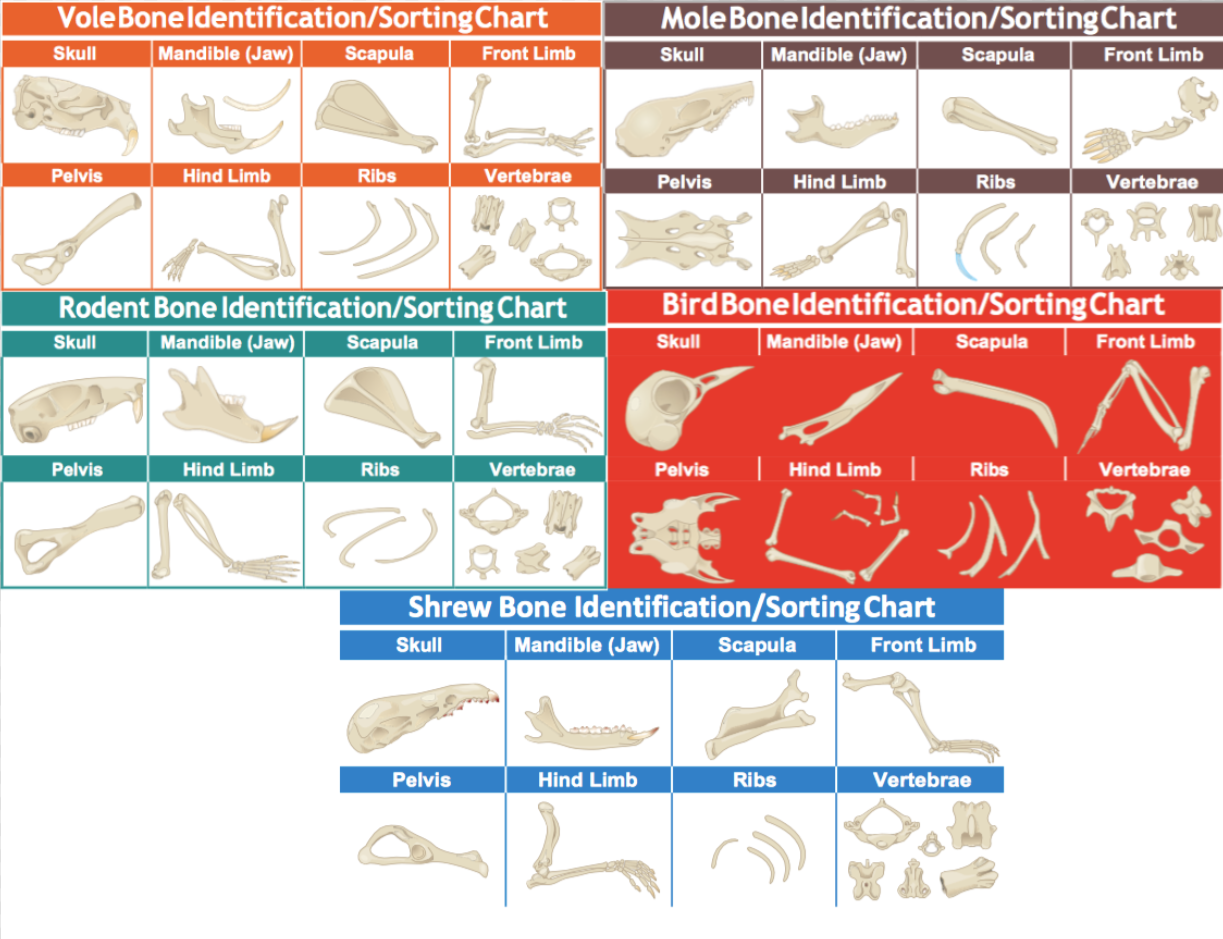 Identification Guide - Owl Pellets