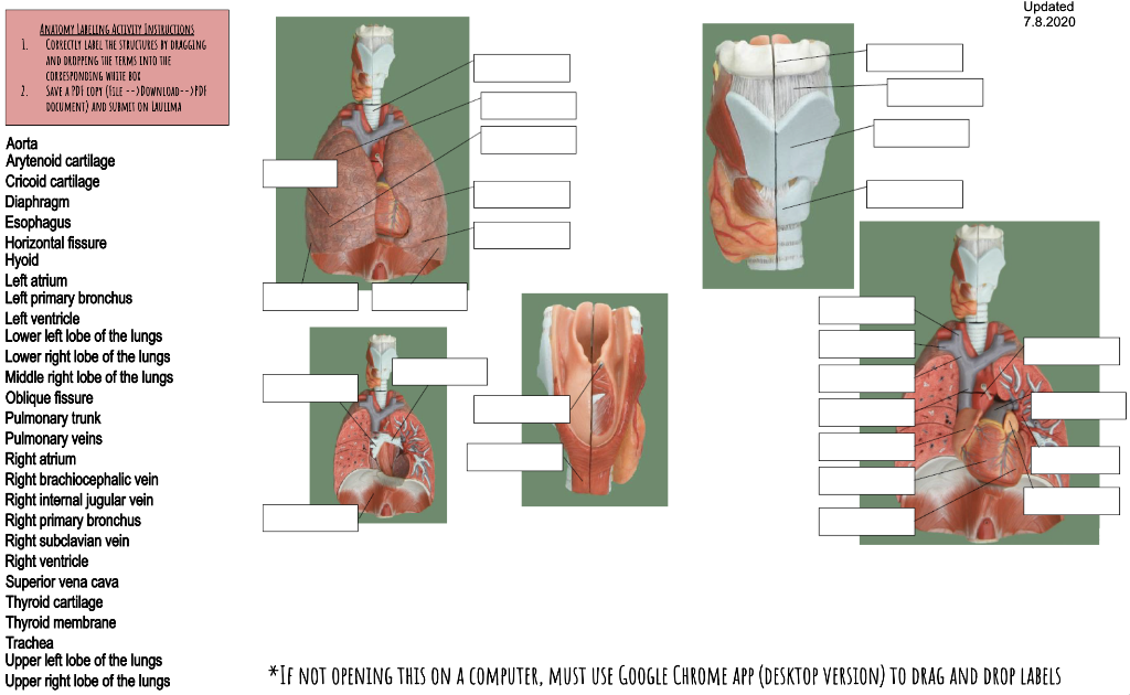 Ditki, Medical & Biological Sciences on X: Review key structures of the  Respiratory System! #respiratorysystem #grossanatomy #anatomyandphysiology  #drawanatomy #ditki #drawtolearn #drawscience #drawmedicine  #anatomytutorials #anatomyflashcards