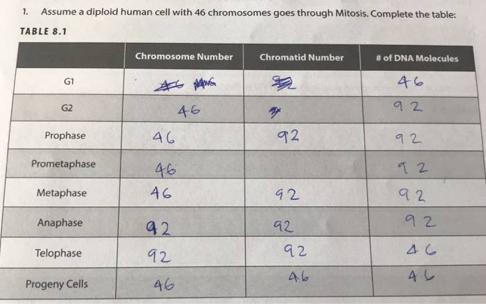 Dna Chromosome And Chromatid Numbers During Cell Cycle Phases Riset 8094