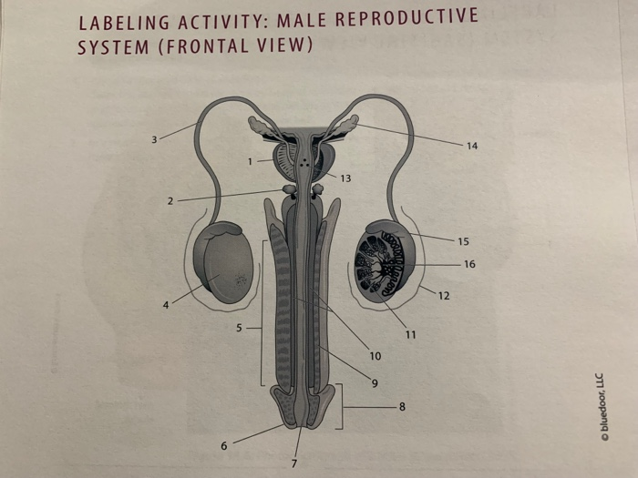 Male Reproductive System Labeled Quizlet Human Anatomy