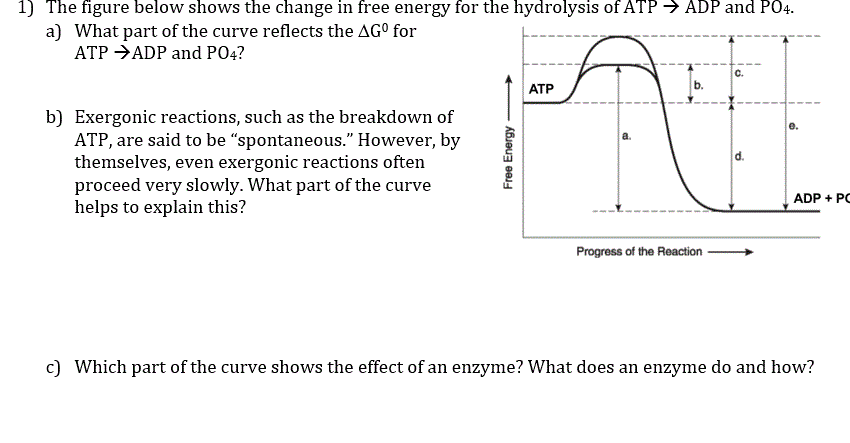 Solved 1) The figure below shows the change in free energy | Chegg.com