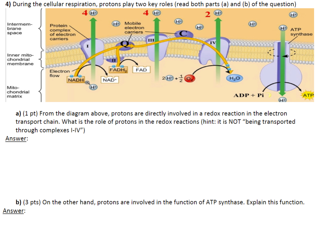 a) (1 pt) From the diagram above, protons are